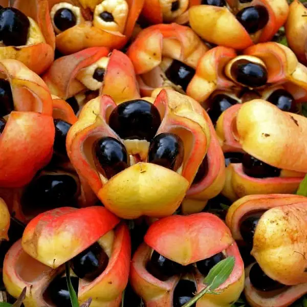 akee ripe with seeds