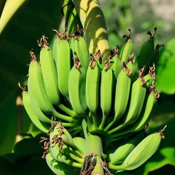 banana on banana tree