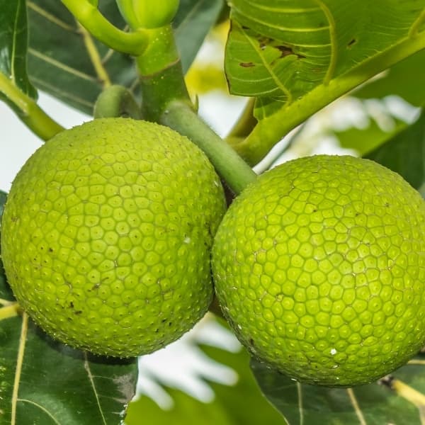 breadfruit on breadfruit tree