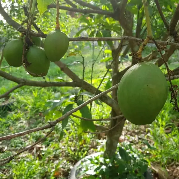 mango on mango tree