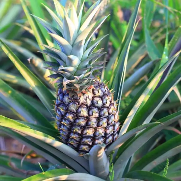 pineapple on pineapple plant