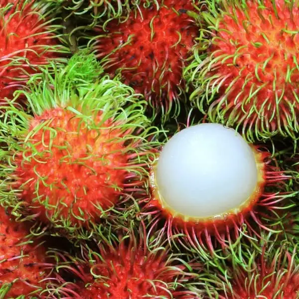 rambutan fruit with open fruit