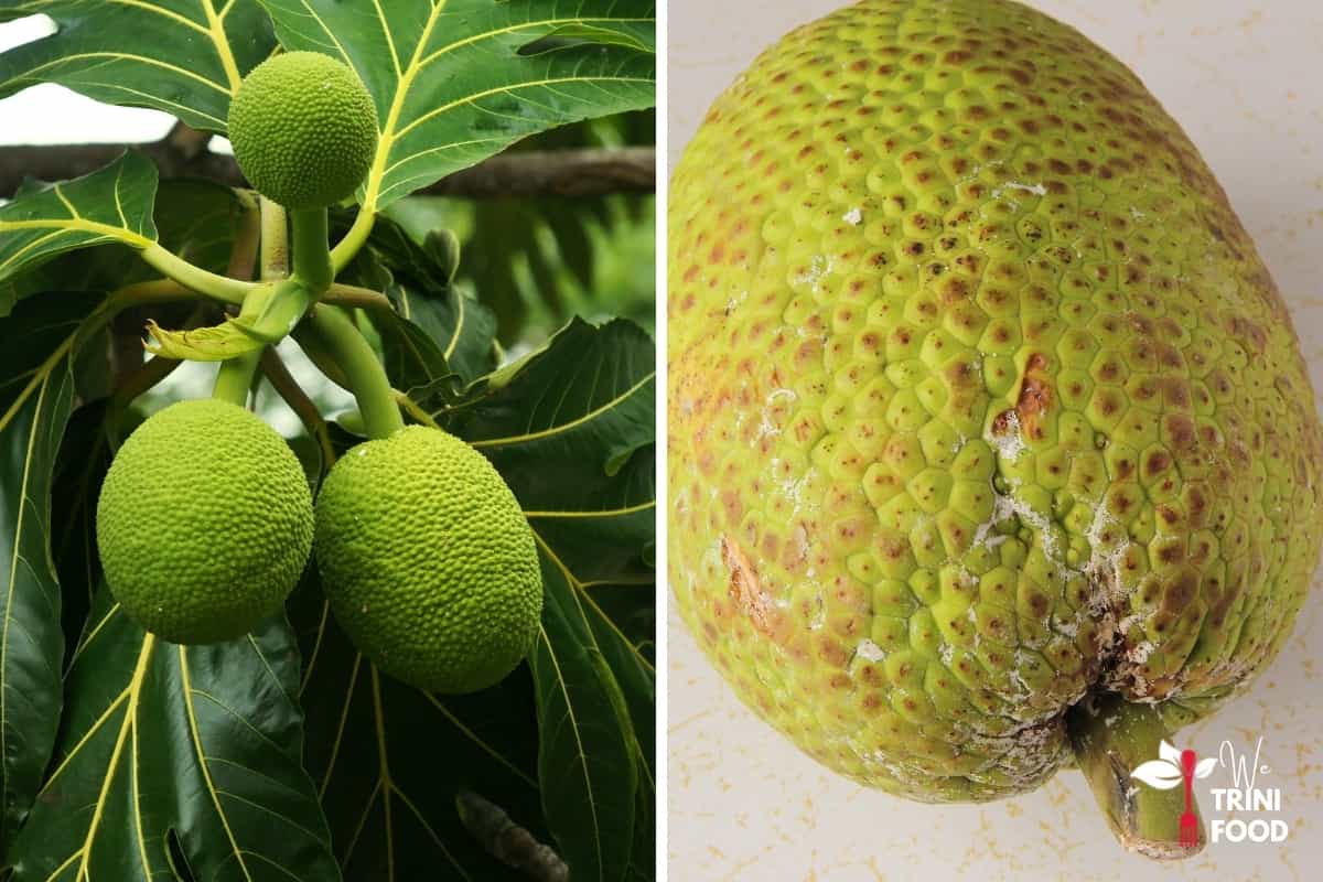 comparing ripe and unripe breadfruit