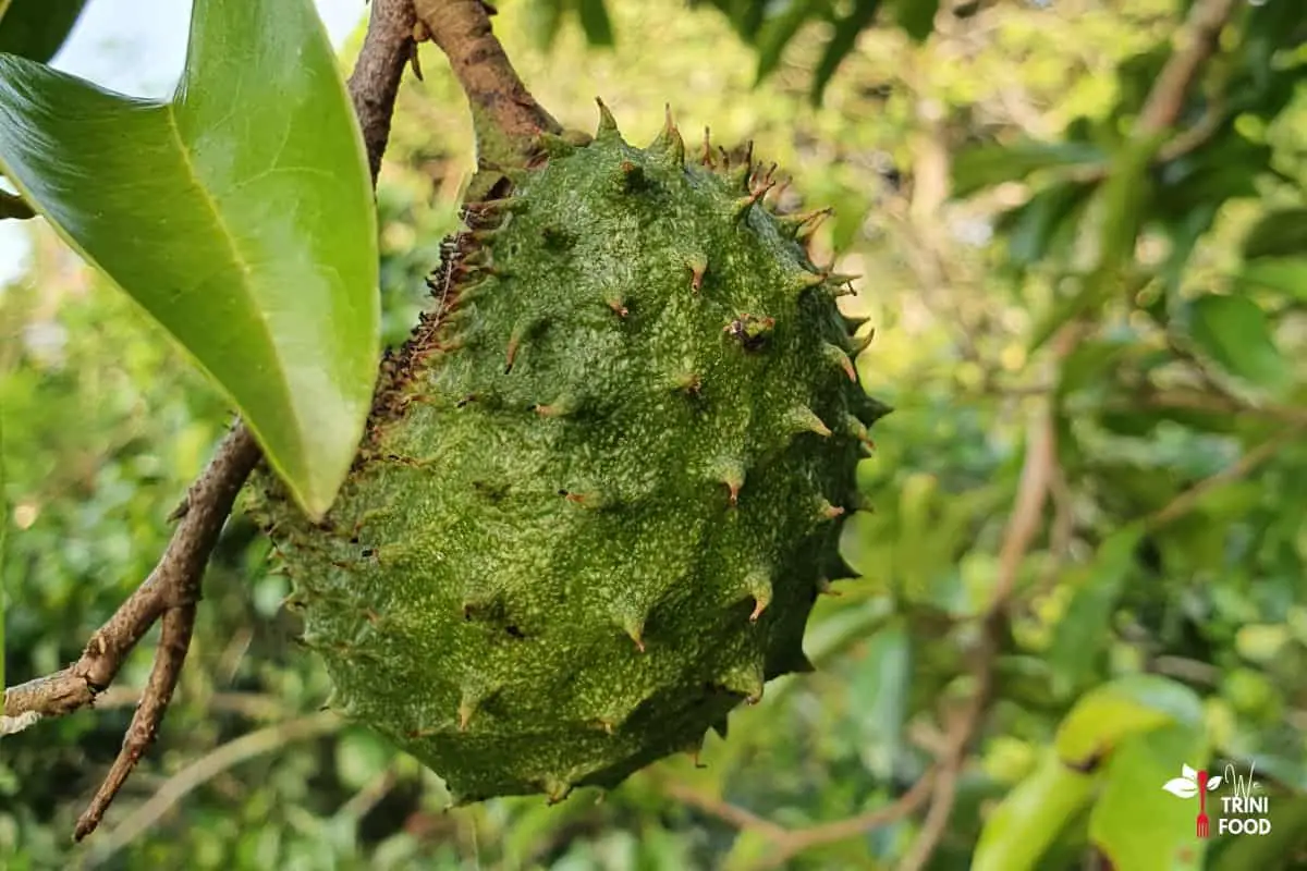 soursop fruit on tree