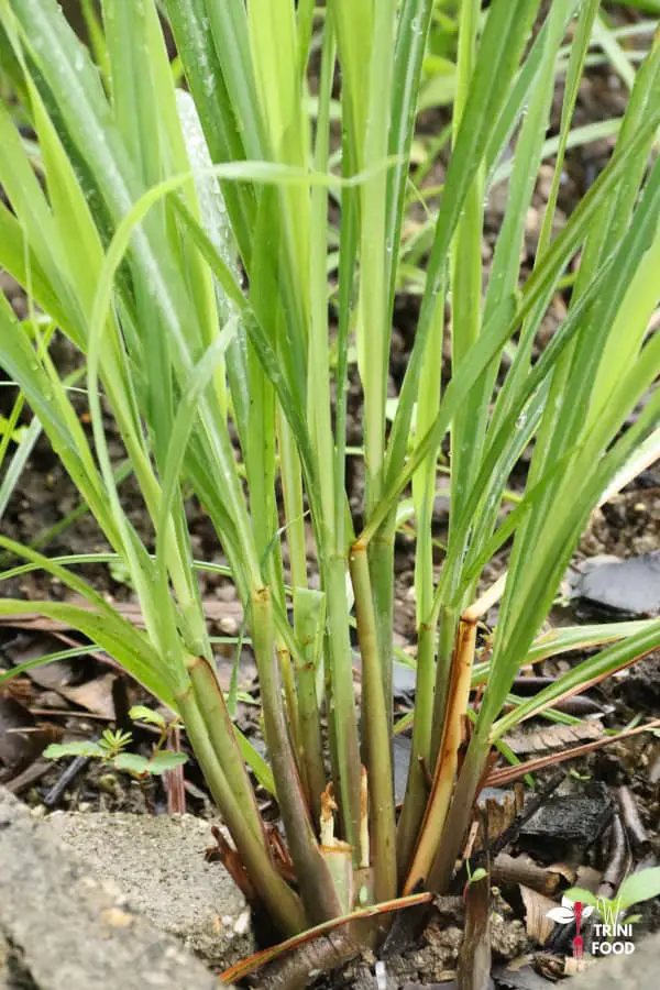 lemongrass plant