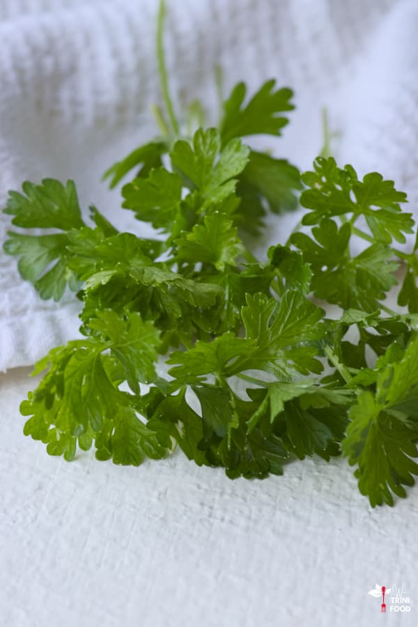 picked parsley herb