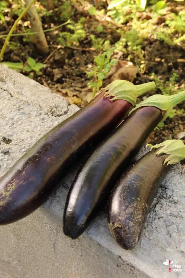 eggplant for baigan choka