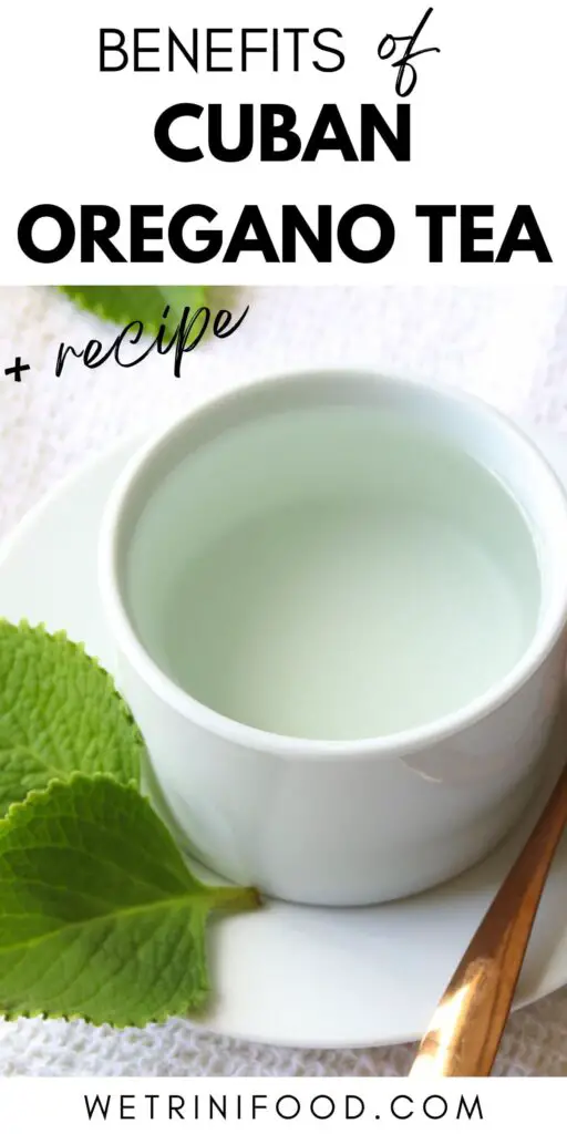 benefits of cuban oregano tea + recipe text over a photo of cuban oregano tea