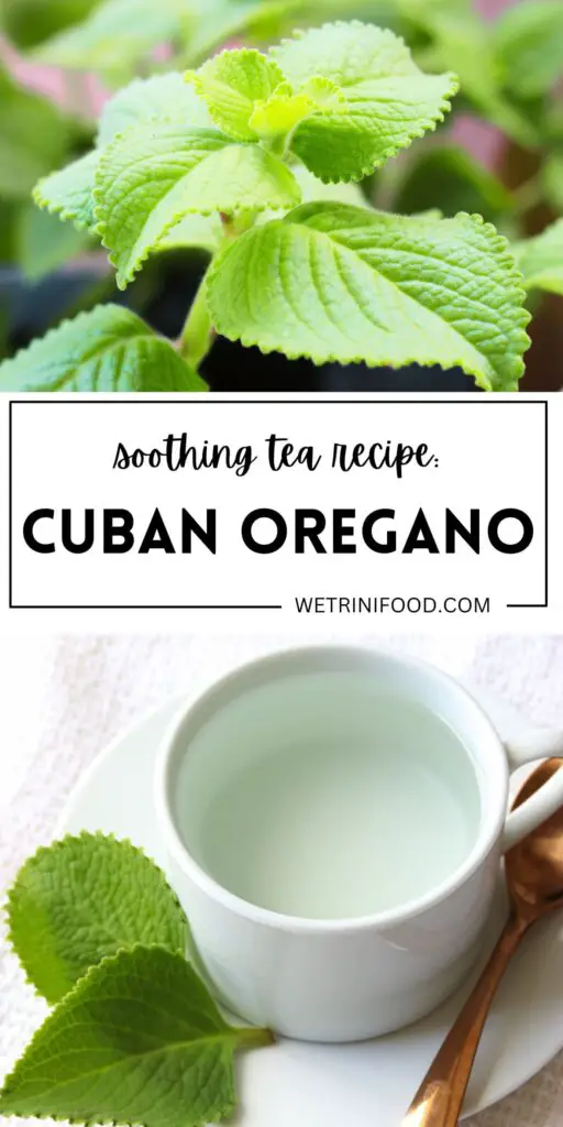 soothing tea recipe: cuban oregano with a photo of the spanish thyme plant and a photo of the tea in a teacup with the leaves on the side
